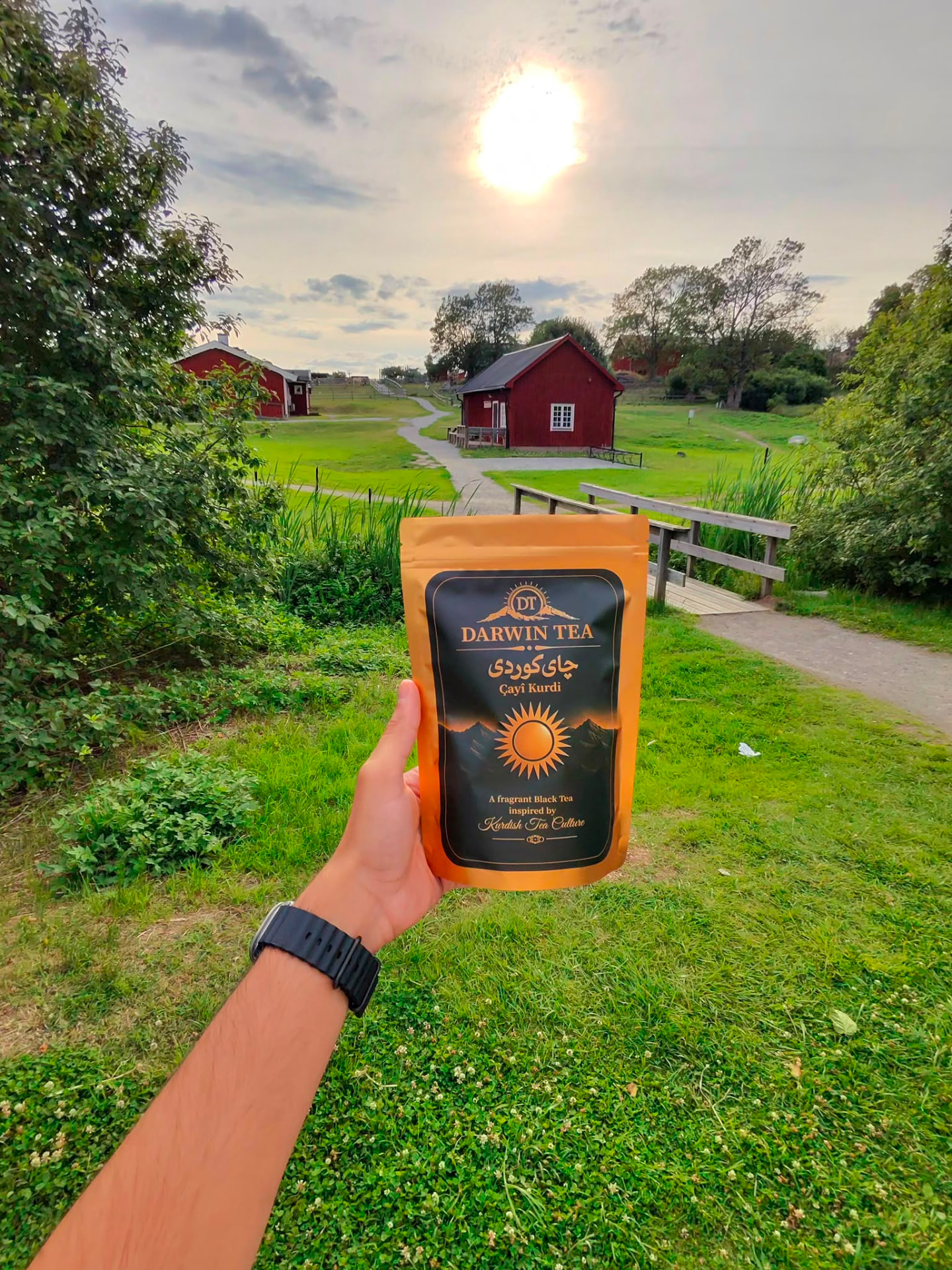 Darwin Tea 100 g pouch held up in a Swedish park at sunset